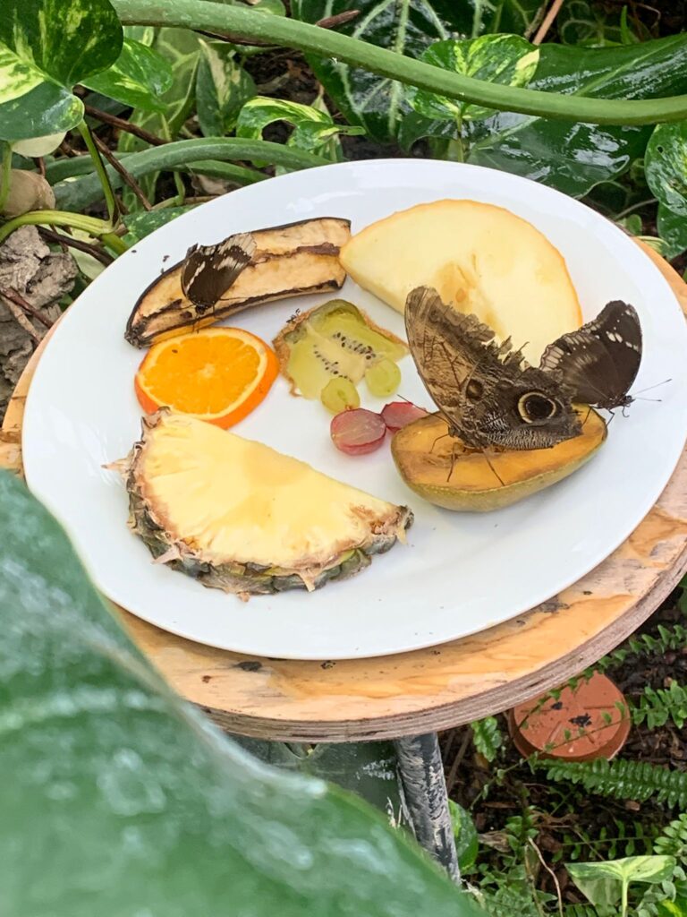 Butterfly enjoys a snack
